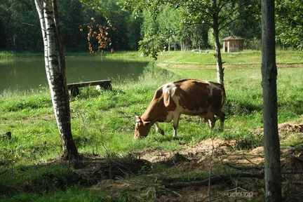 Арт Усадьба Веретьево - фото 39