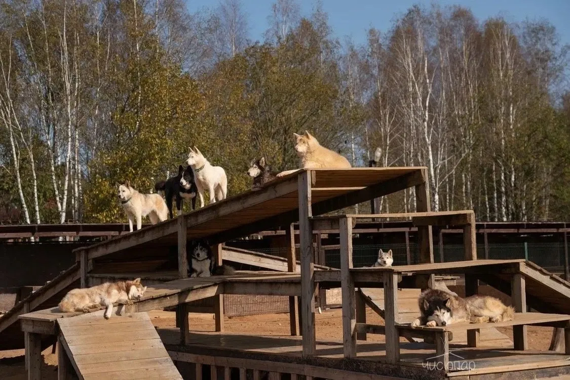 Рузская Аляска - фотография Рузская Аляска