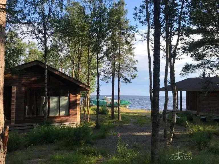 Cedar Grass "Белое Море" - фотография Cedar Grass "Белое Море"