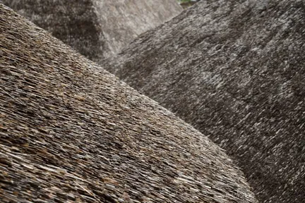 Камыши - фото 19