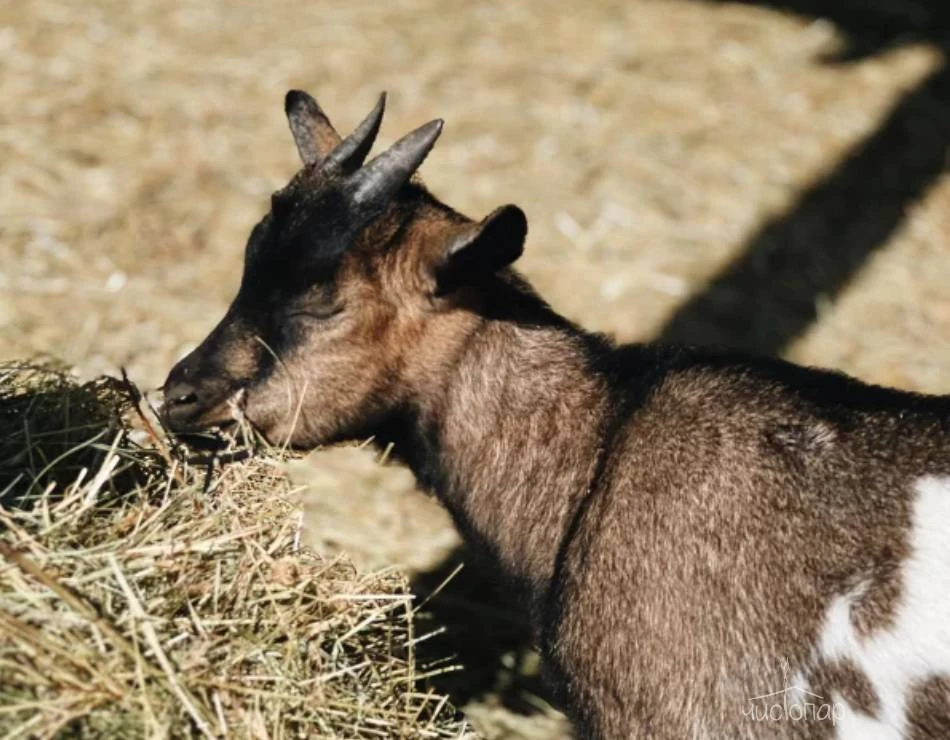 Эко-отель Чехов #APi - фото 40
