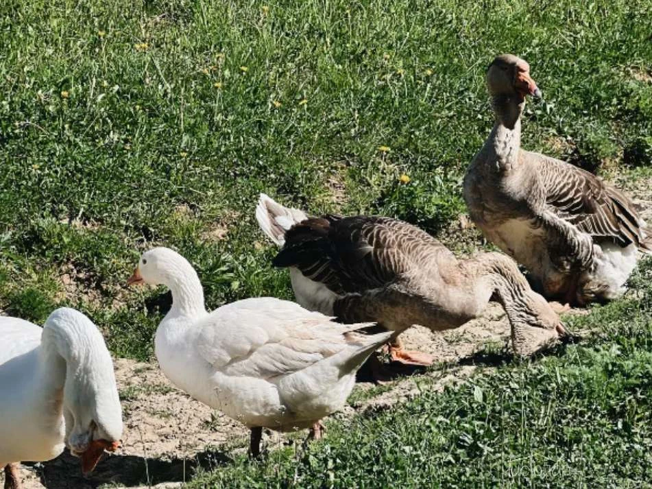 Эко-отель Чехов #APi - фото 41