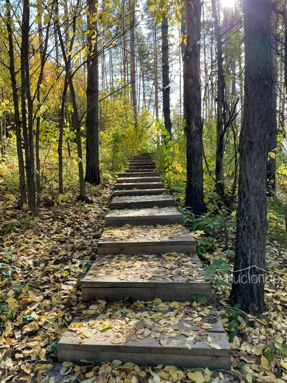 FoRest - фото 23