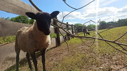 Ферма ХоббитоФ - фото 21