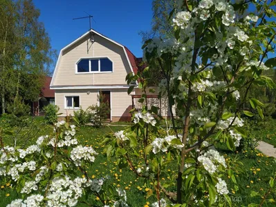 Деревня Назия - фото 49