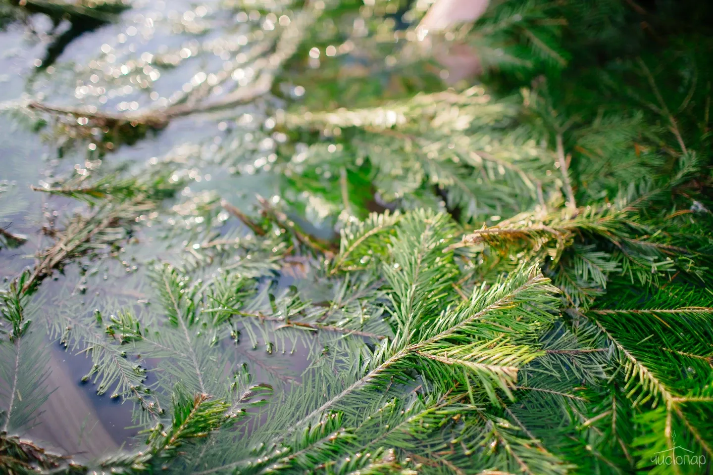 tariff Аренда спа-комплекса