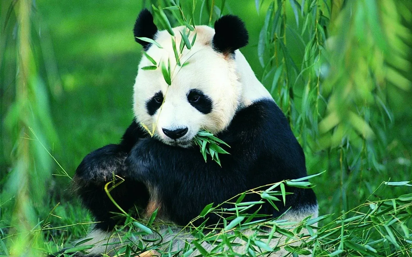 Panda House - фотография Panda House
