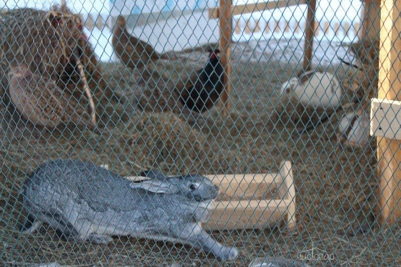 Загородный клуб "Орех" - фото 43