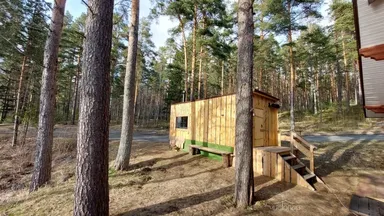 Эвкалипт - фото 6