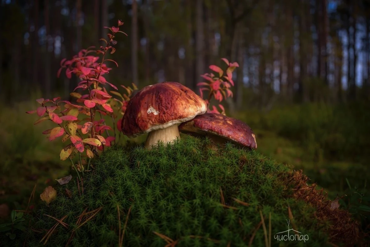 Эко-отель "ЛЕС" - фото 12