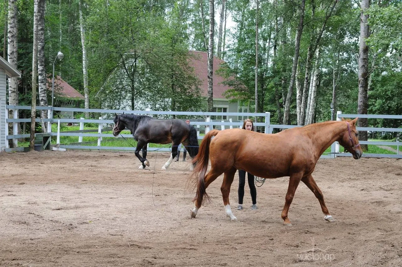 Загородный клуб «Ромашка» - фотография Загородный клуб «Ромашка»