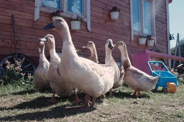 Агротуристическая ферма Ивановка - фотография Агротуристическая ферма Ивановка