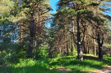 Дача Земляничная поляна - фото 22