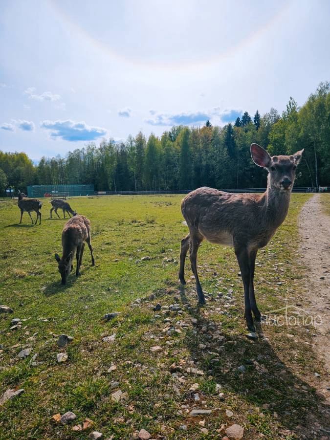 Глэмпинг «Под кронами» - фотография Глэмпинг «Под кронами»