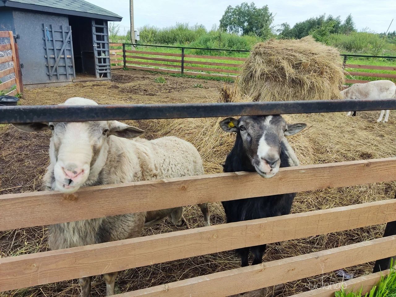 Глэмпинг Five Star Place - фото 38