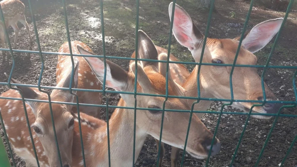 LES - территория отдыха - фото 75