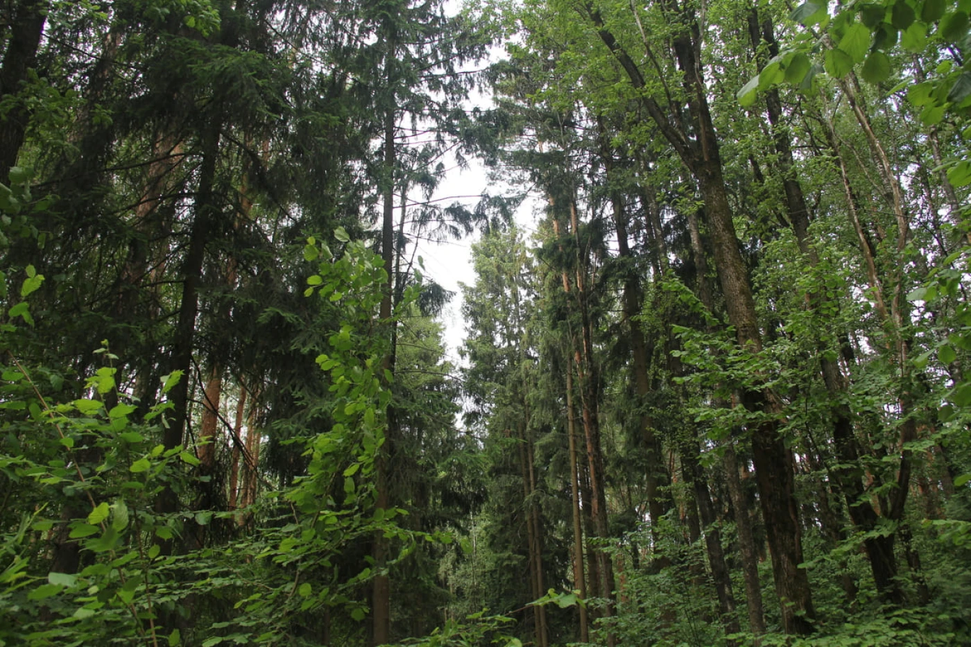 Банный комплекс Сила Леса - фото 21