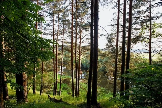 Глэмпинг Pine River Park - фотография Глэмпинг Pine River Park