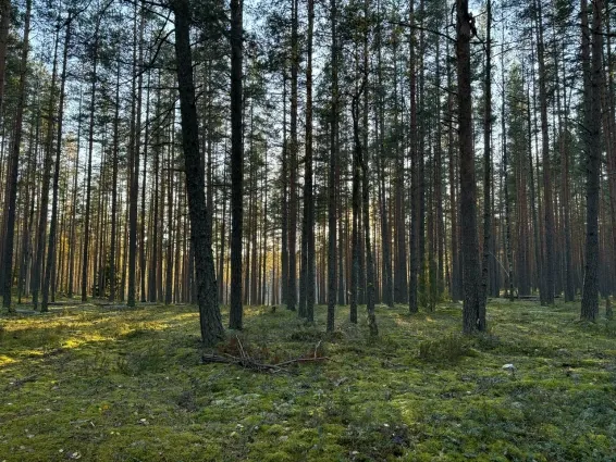Глэмпинг Мистик Хиллс