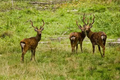 Экокомплекс СДЛ - фото 20