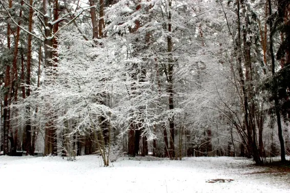 Глэмпинг Pine River Park - фотография Глэмпинг Pine River Park