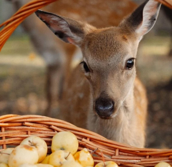 LES - территория отдыха - фото 3