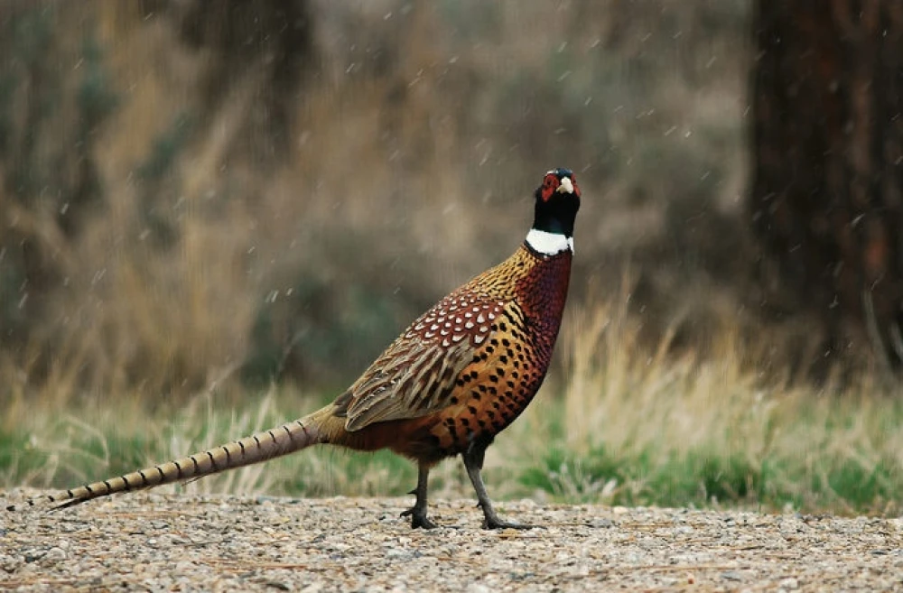 База отдыха и экотуризма Головинка - фото 22