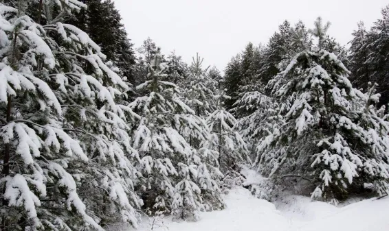 Глэмпинг Pine River Park - фотография Глэмпинг Pine River Park