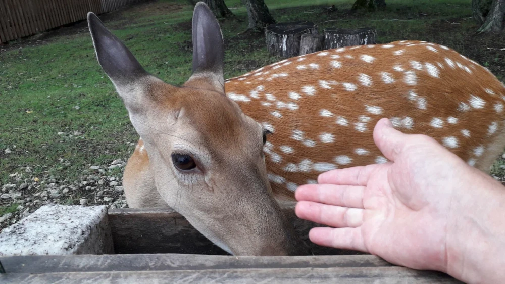 LES - территория отдыха - фото 76