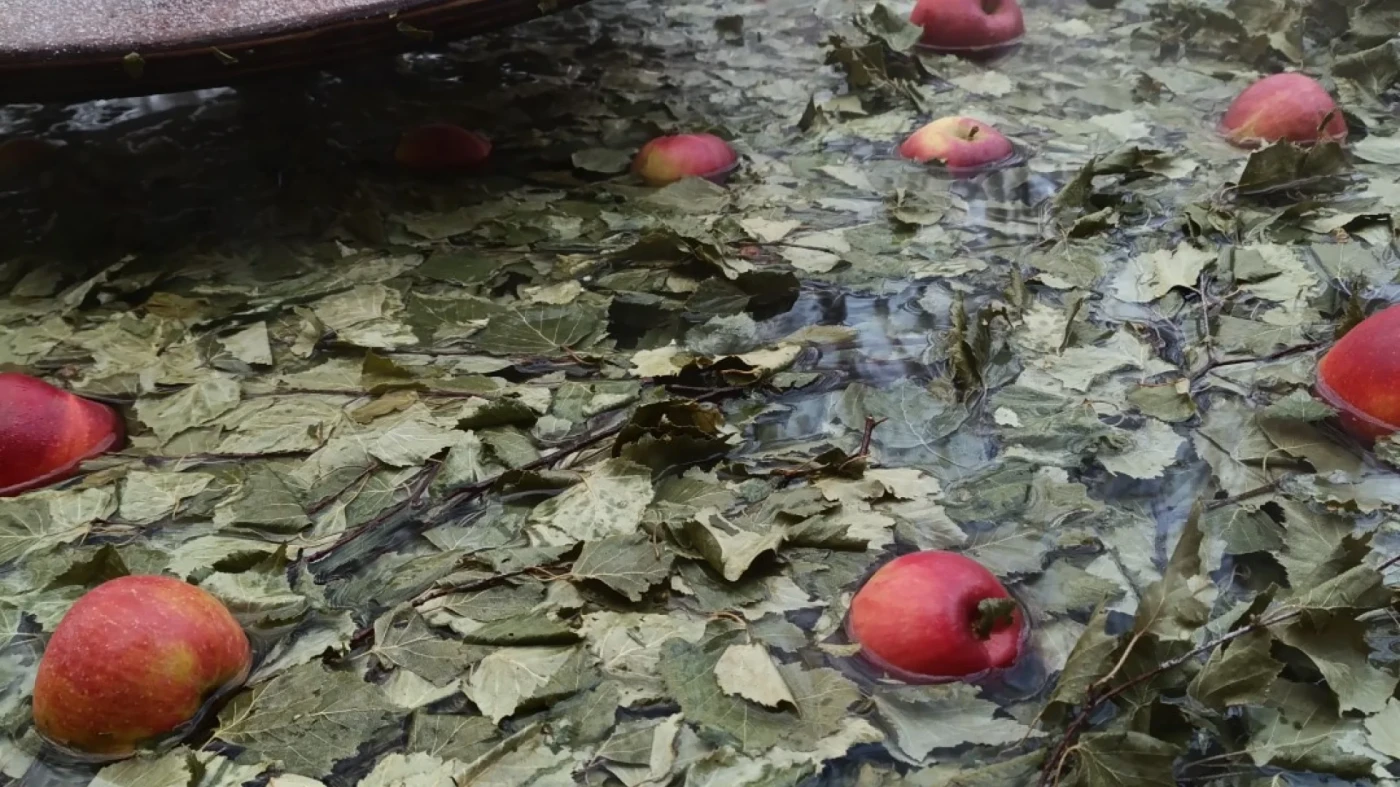 Банный комплекс Сила Леса - фото 7